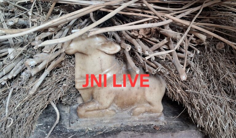 जेएनआई की खबर का असर: भूसे में दबे मिले नंदी, मंदिर को कराया गया खाली, रास्ता भी मिला