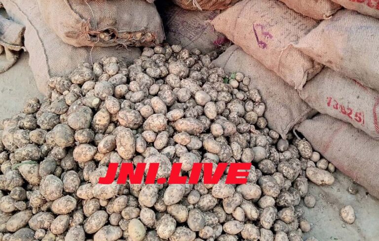 सातनपुर मंडी में बढ़ी आमद, आलू के भाव में हलचल