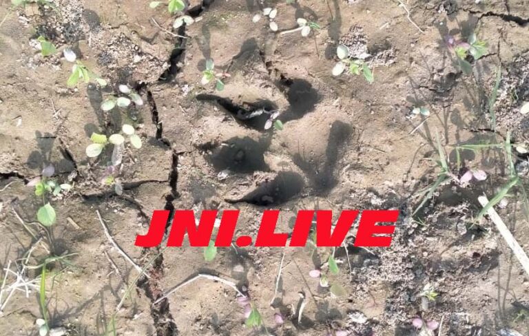 जंगली जानवर के निशान देख ग्रामीणों में दहशत