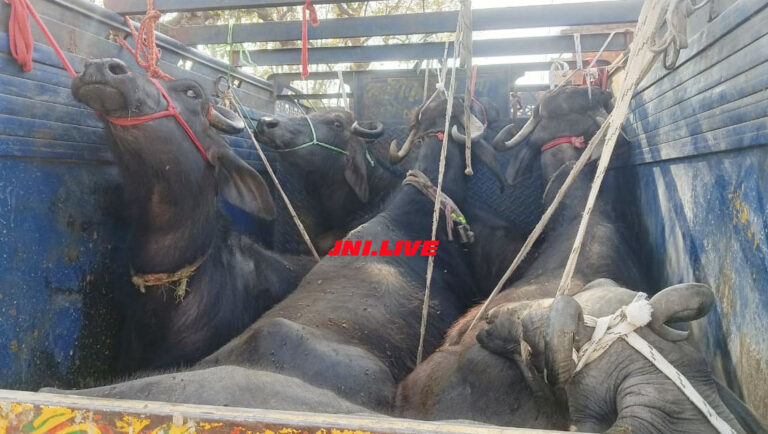 भूसे की तरह भैस लादकर जा रही पिकअप पकड़ी