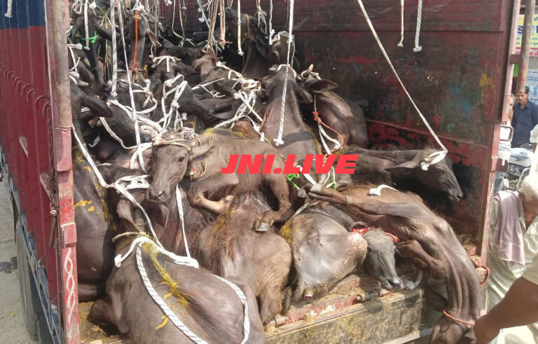 डीसीएम में भूसे की तरह भरकर जा रहे पड़वा पकड़े, 8 की मौत, तीन गिरफ्तार