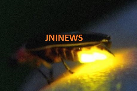 आखिर कहाँ गायब हुआ रात को चमकने वाला कीट,जो कुदरत से पाया नायाब तौफा