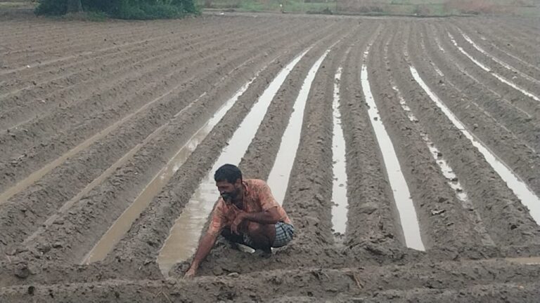 अचानक बरसात से आलू की फसल को नुकसान की सम्भवना