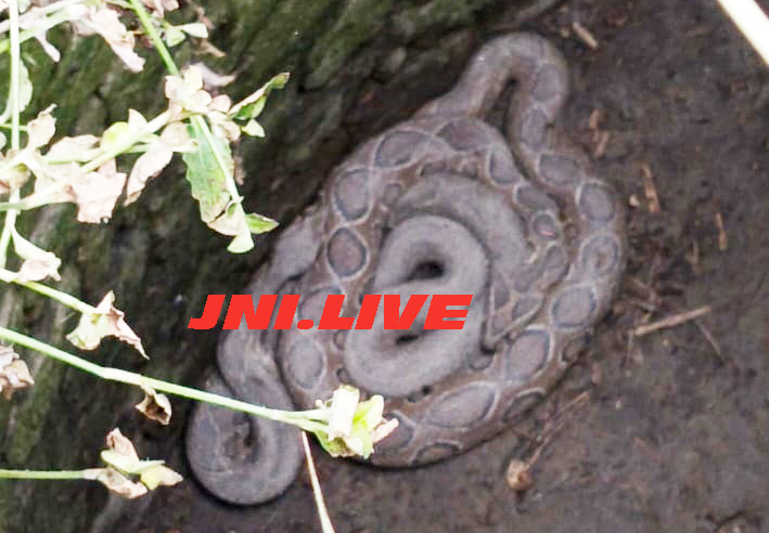 एशिया से सबसे जहरीले सांप ‘रसल वाइपर’ का जोड़ा मिलने से हड़कंप, देखें वीडियो