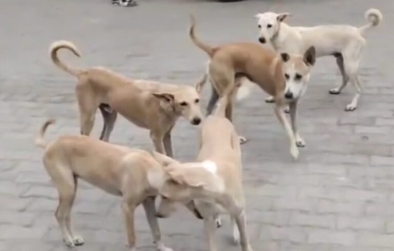 शहर में आवारा कुत्तों की होगी नसबंदी, हरियाणा की कम्पनी को टेंडर