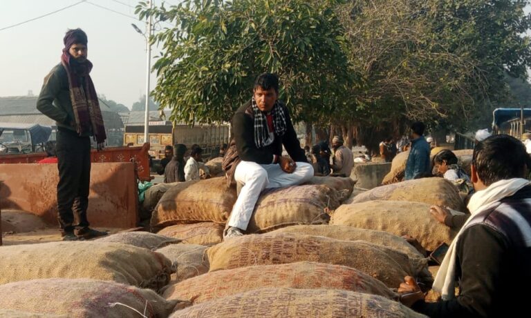 आलू मंडी में लौटी रौनक, आमद में उछाल के साथ भाव भी चढ़े