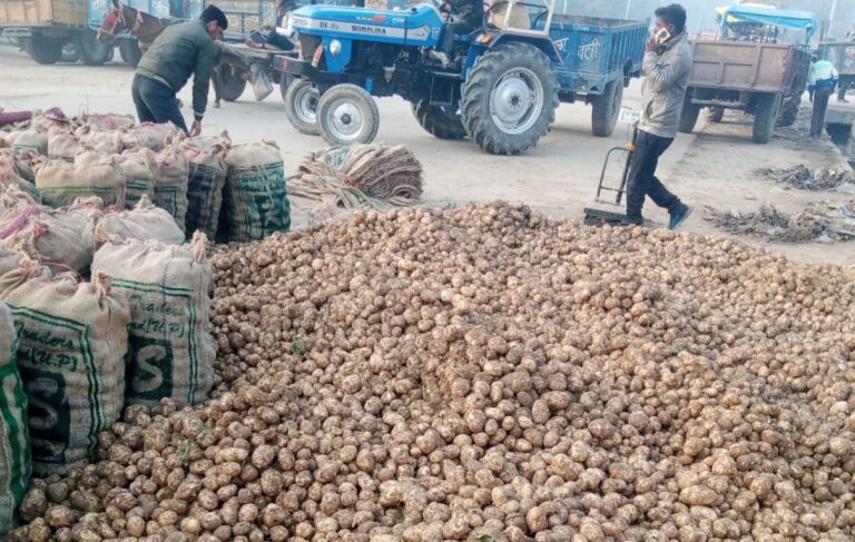 सातनपुर आलू मंडी में भाव मजबूत,651 रूपये कुंतल