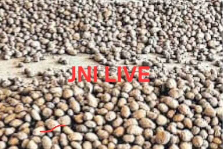 फर्रुखाबाद में बंपर पैदावार बनी किसानों की मुसीबत,अब फेंकने की नौबत!