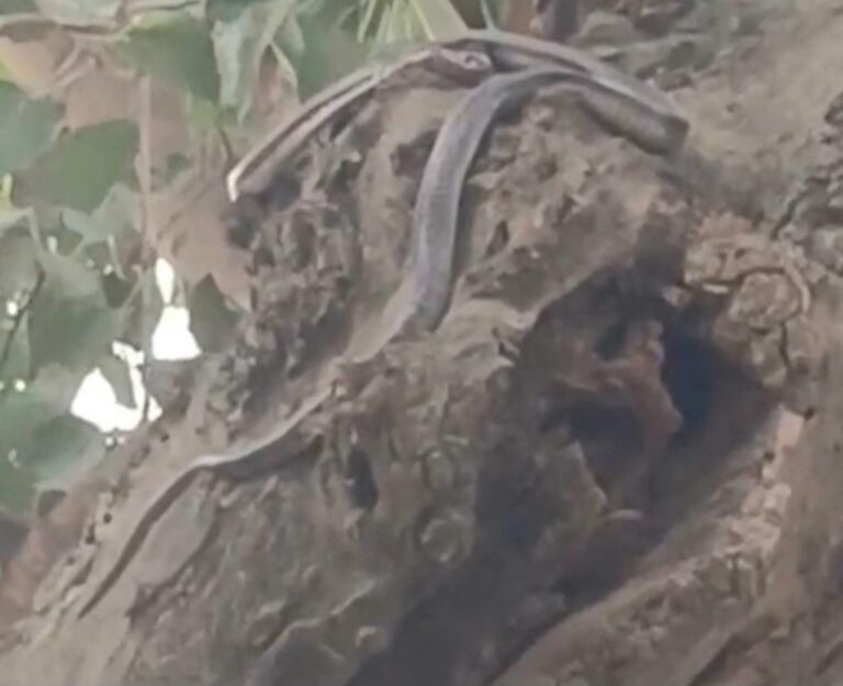 बीएसए कार्यालय परिसर में निकली नागिन, कर्मचारियों में मचा हड़कंप