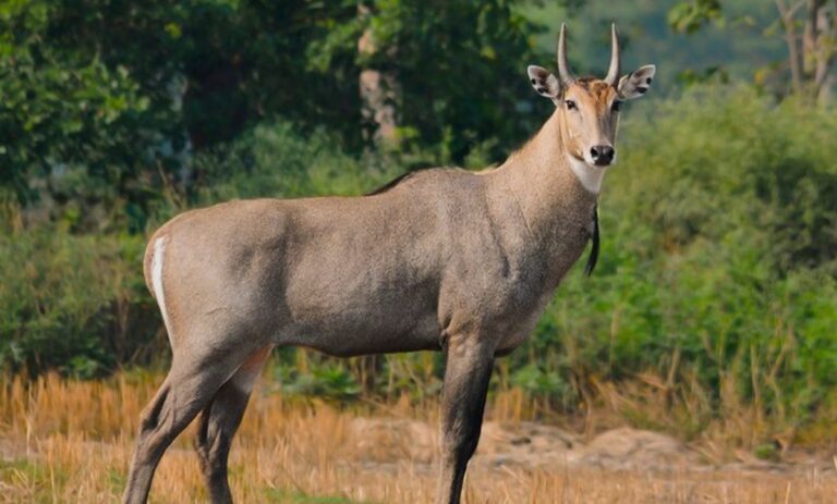 नीलगाय शिकार में अज्ञात शिकारी के खिलाफ मुकदमा दर्ज