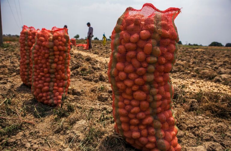 सातनपुर मंडी में 471 रूपये कुंतल बिका आलू