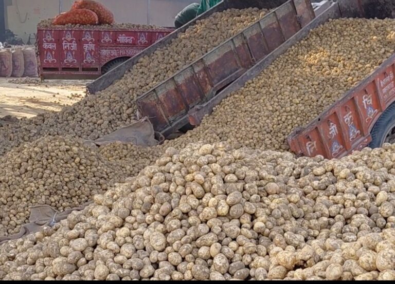 50 रुपये लुढ़के आलू के दाम, सातनपुर मंडी में 200 मोटर की आवक