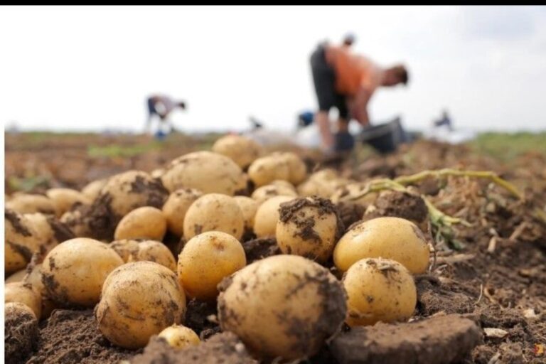 आलू के भाव स्थिर, 351 से 861 रुपये प्रति कुंतल तक बिक्री