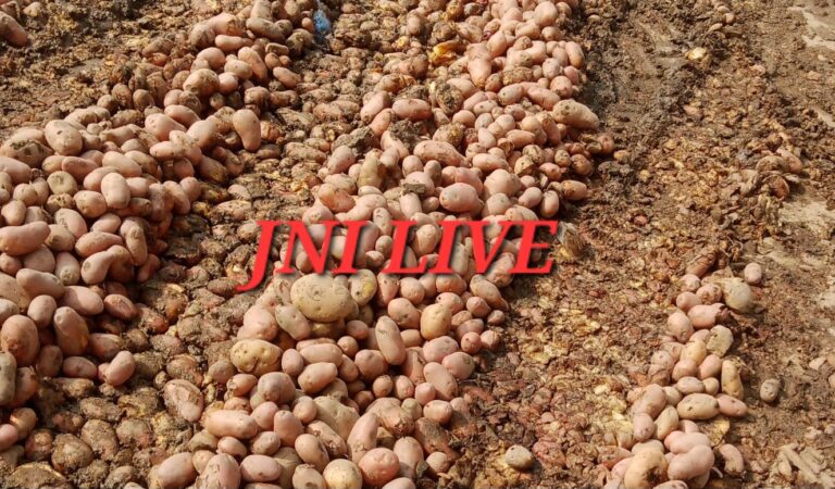 सातनपुर आलू मंडी में कम रही आमदनी, दागी आलू किये वापस