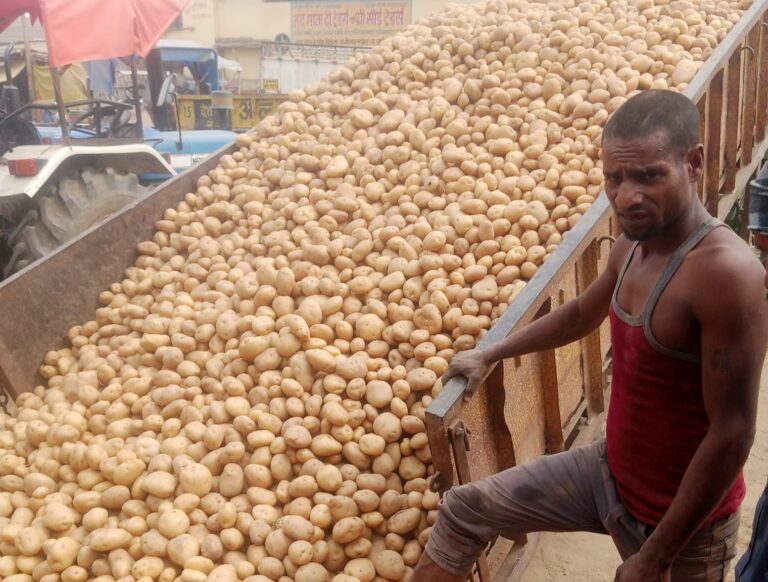 सातनपुर मंडी में आलू के दामों में उछाल, आवक कम रही