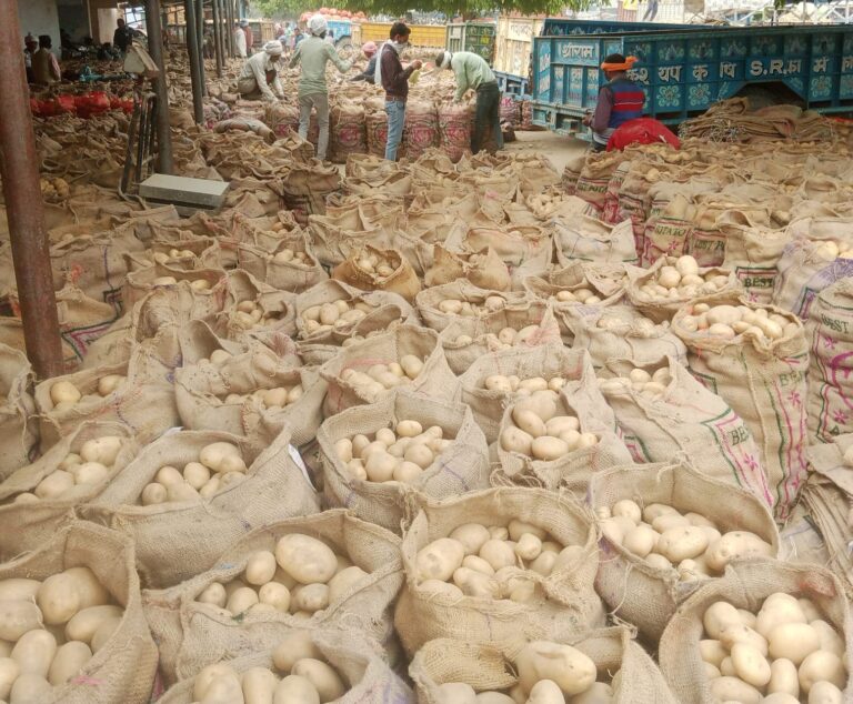 सातनपुर मंडी में आलू के भाव स्थिर, नेपाल से बढ़ी हाइलैंड की मांग