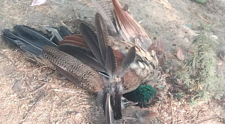 मार्ग दुर्घटना में मोर की दर्दनाक मौत