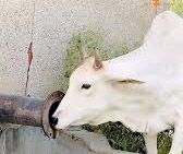 आसमान से बरस रही आग, भीषण गर्मी से पशु-पक्षी भी बेहाल