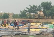 बारिश की आहट से सहमे किसान, मक्का की तैयार फसल पर मौसम का खतरा