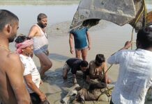 गंगा के दलदल में फंसा गोवंश, तीन घंटे बाद जेसीबी से निकाला